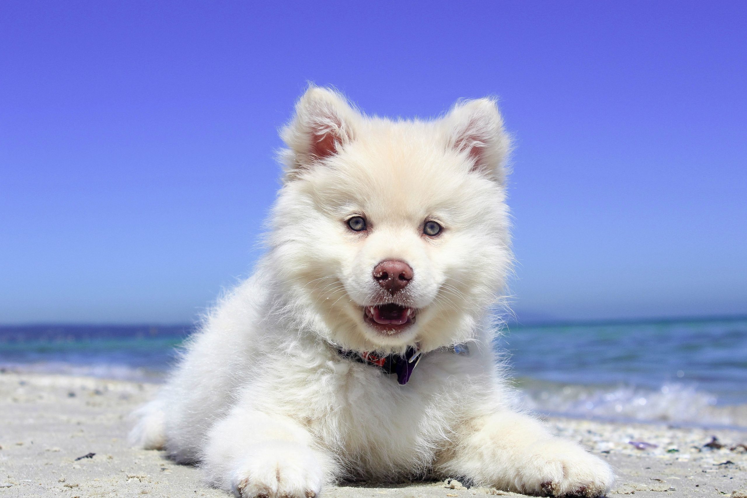un chien heureux sur la plage